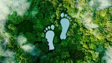 Fodaftryk på en baggrund af skov.