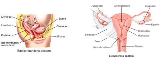 Bækkenbunden og livmoderens anatomi.