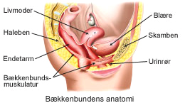 Bækkenbundens anatomi.