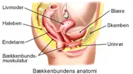 Bækkenbundens anatomi.