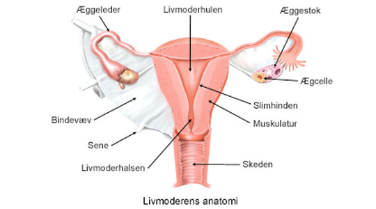 Livmoderens anatomi.