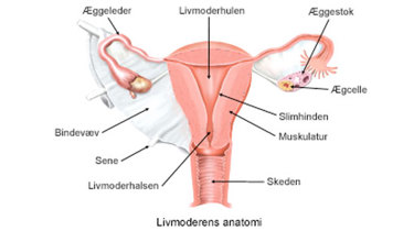 Livmoderens anatomi.