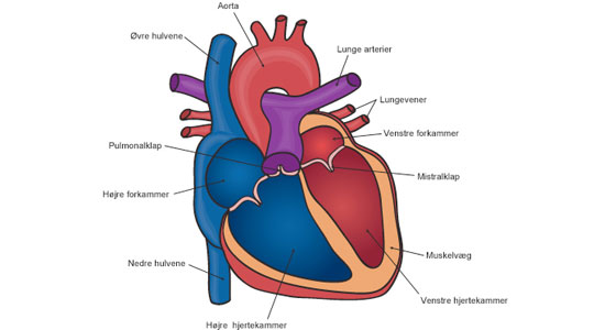 Hjertets anatomi.