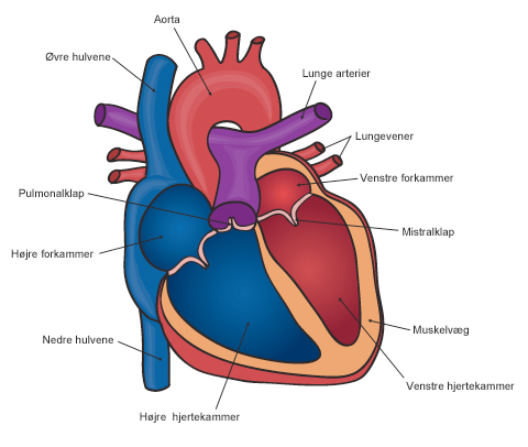 Hjertets anatomi.