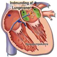 Indmunding af lungevener.