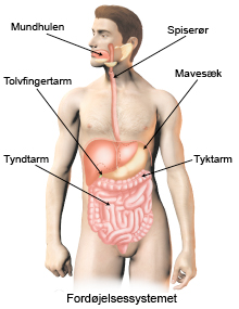 Billede af fordøjelsessystemet.