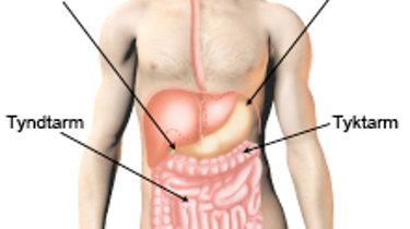 Billede af fordøjelsessystemet.