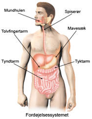 Billede af fordøjelsessystemet.
