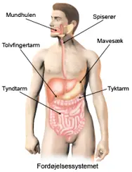 Billede af fordøjelsessystemet.
