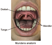 Mundens anatomi.