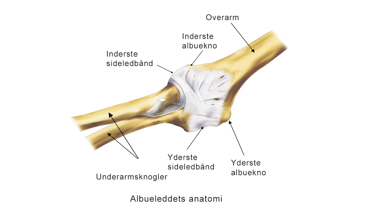 Illustration af albueleddets anatomi.