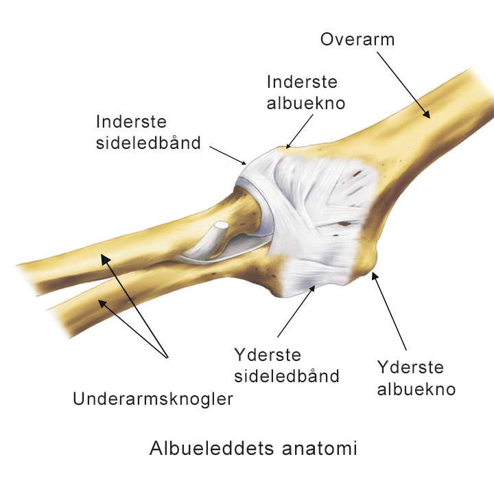 Illustration af albueleddets anatomi.