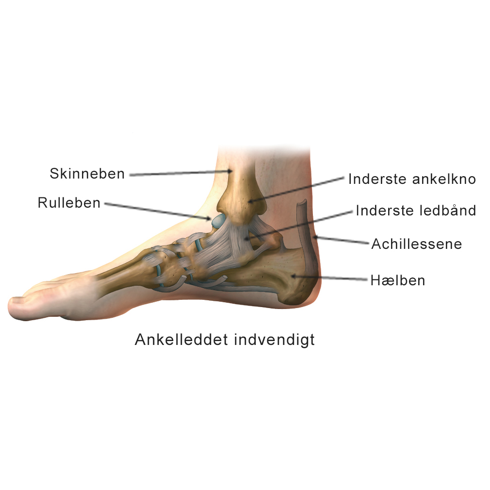 Illustration af indvendig ankelled.