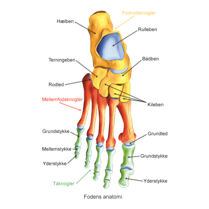 Illustration af fodens anatomi.