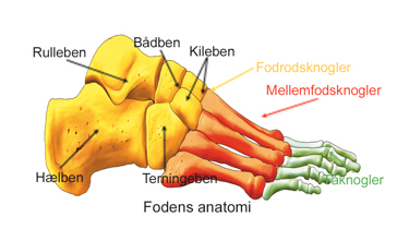Illustration af fodens anatomi.