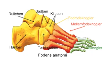 Illustration af fodens anatomi.