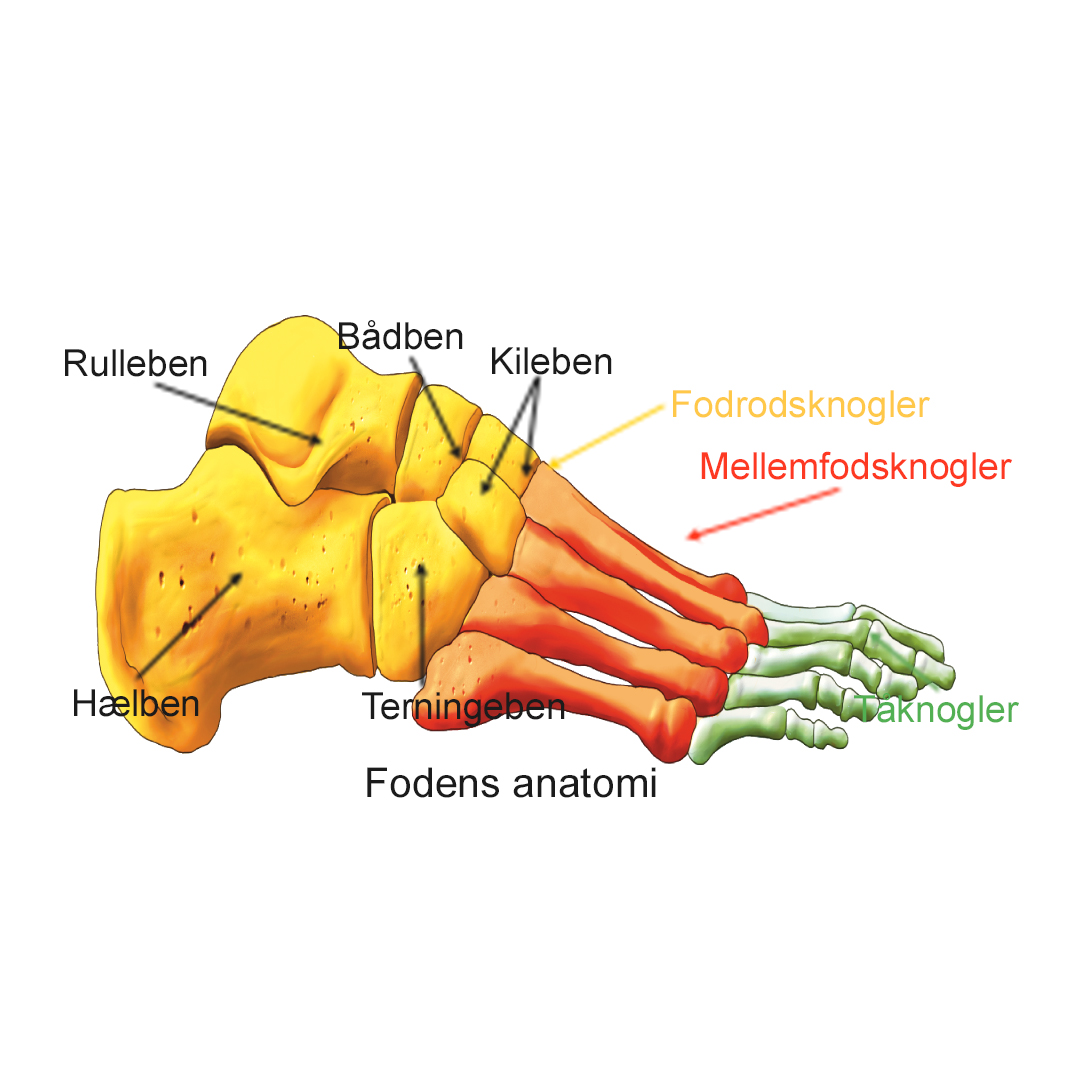 Illustration af fodleddets anatomi.