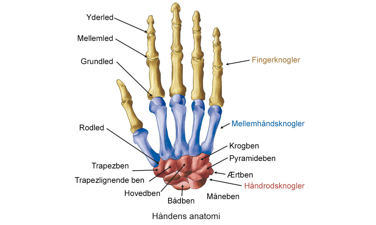 Illustration af håndens anatomi.