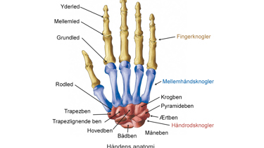 Illustration af håndens anatomi.