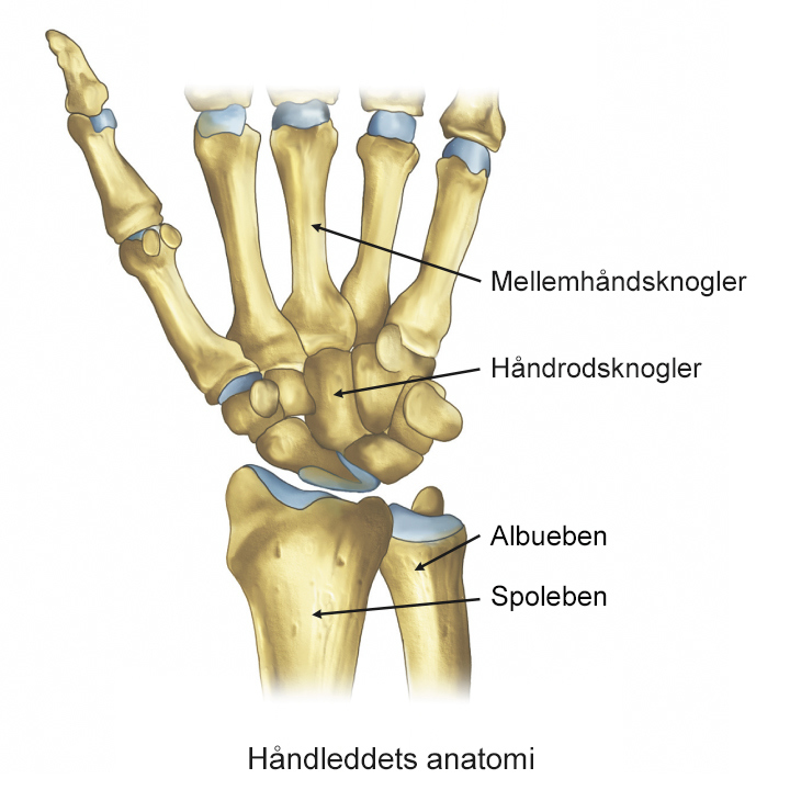 Illustration af håndleddets anatomi.