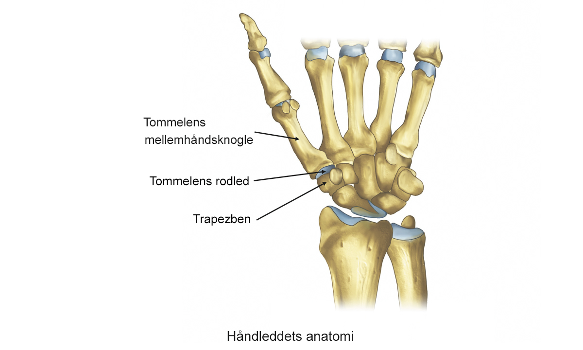 Illustration af håndleddets anatomi.