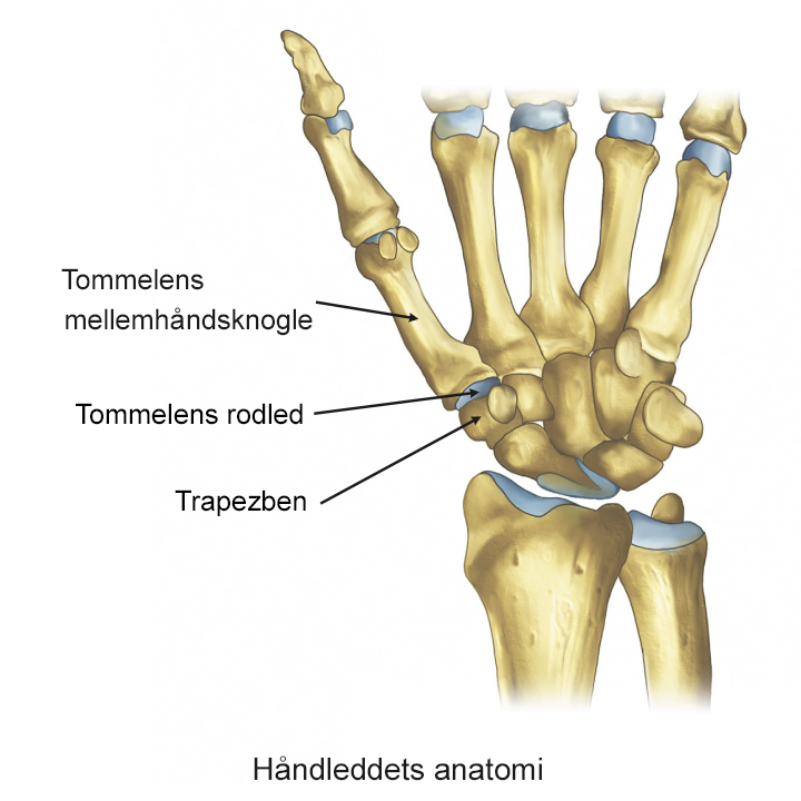 Illustration af håndleddets anatomi.