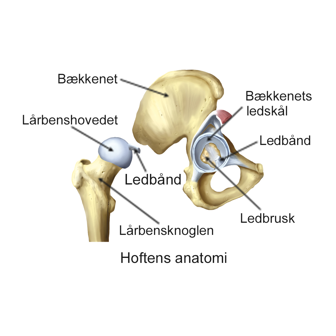 Illustration af hoftens anatomi.