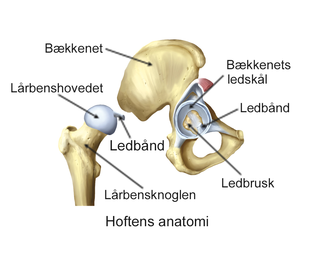 Illustration af hoftens anatomi.