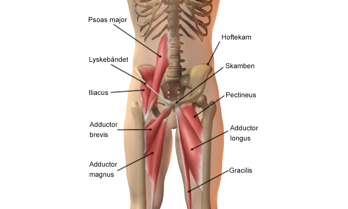 Illustration af lyskens anatomi.