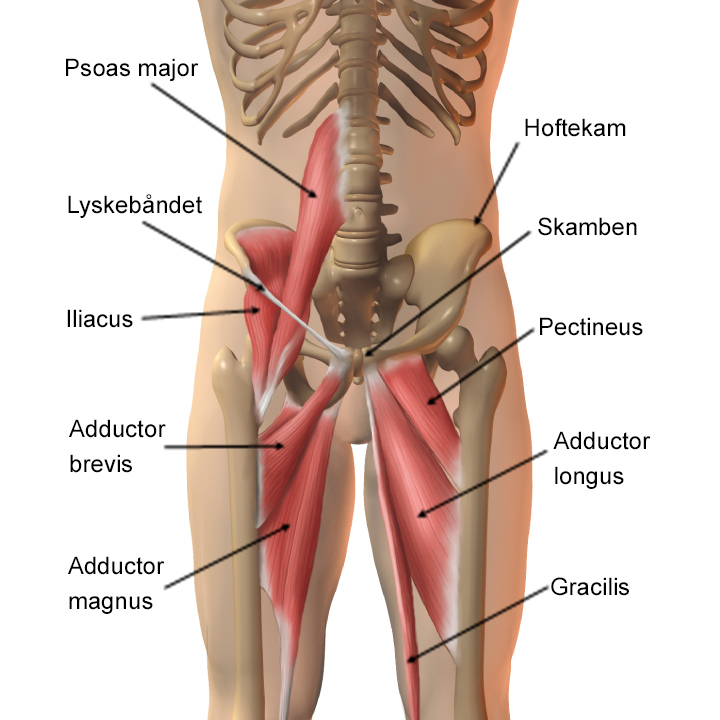 Illustration af lyskens anatomi.