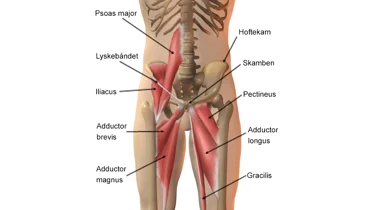 Illustration af lyskens anatomi.