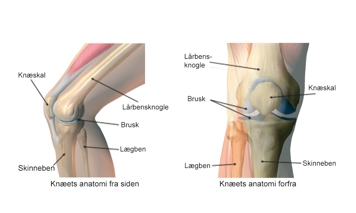 Illustration af knæets anatomi.