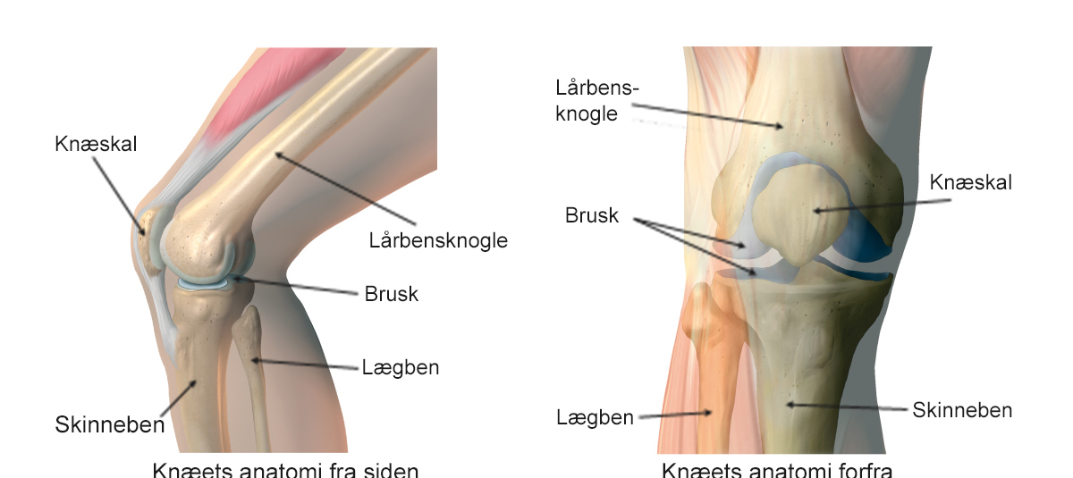Illustration af knæets anatomi.