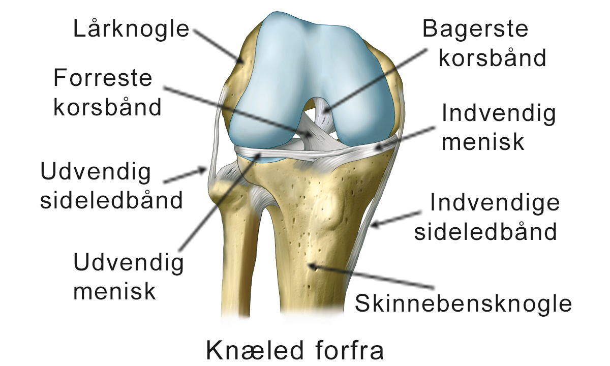 Illustration af knæled set forfra.