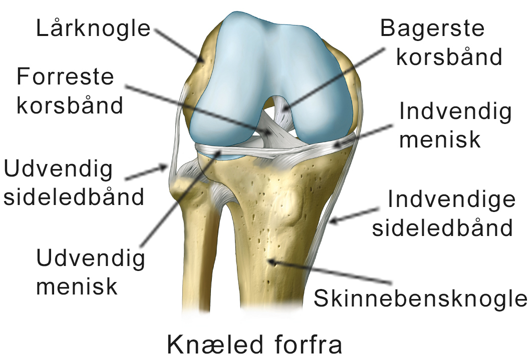 Illustration af knæled set forfra.