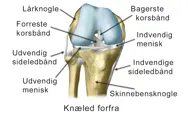 Illustration af knæled set forfra.