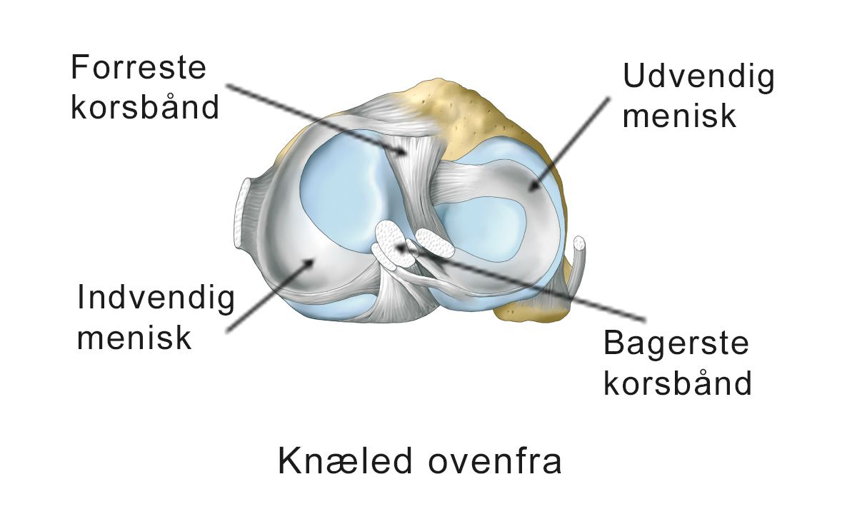 Illustration af knæled set ovenfra.
