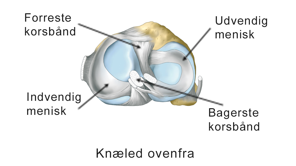 Illustration af knæled set ovenfra.