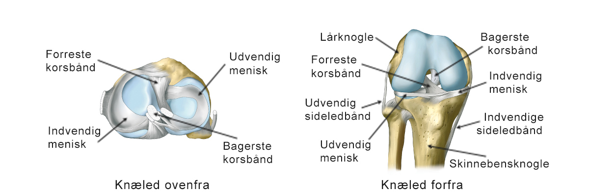 Illustration af knæled set forfra og ovenfra.
