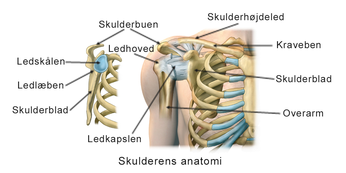 Illustration af skulderens anatomi.