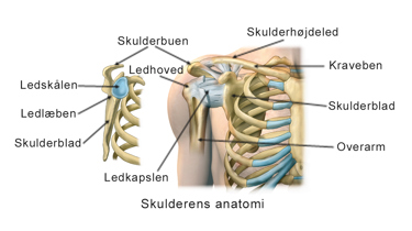 Illustration af skulderens anatomi.