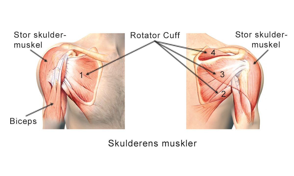 Illustration af skulderens muskler.
