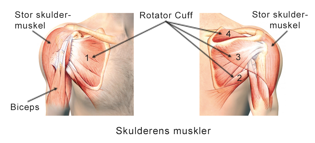Illustration af skulderens muskler.