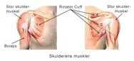 Illustration af skulderens muskler.