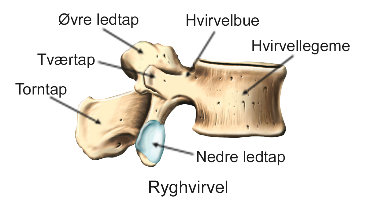 Illustration af normal ryghvirvel.