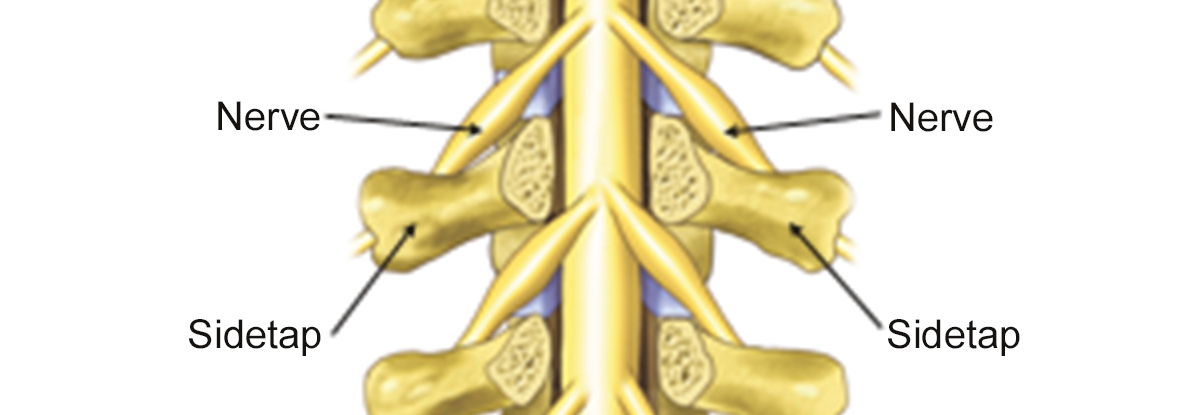 Illustration af normal rygmarv.